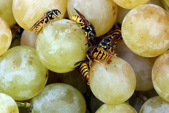 Что означает белый налет на винограде?