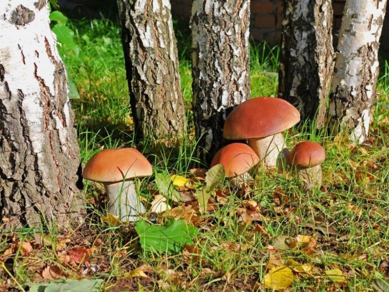 Как вырастить грибы в домашних условиях? 10 советов для начинающих грибоводов