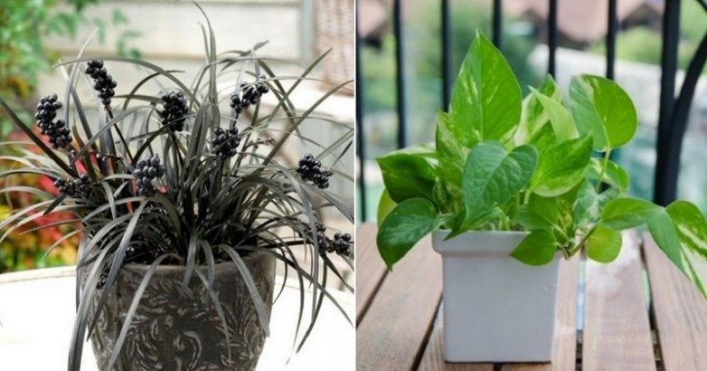 16 лучших комнатных растений для очистки воздуха