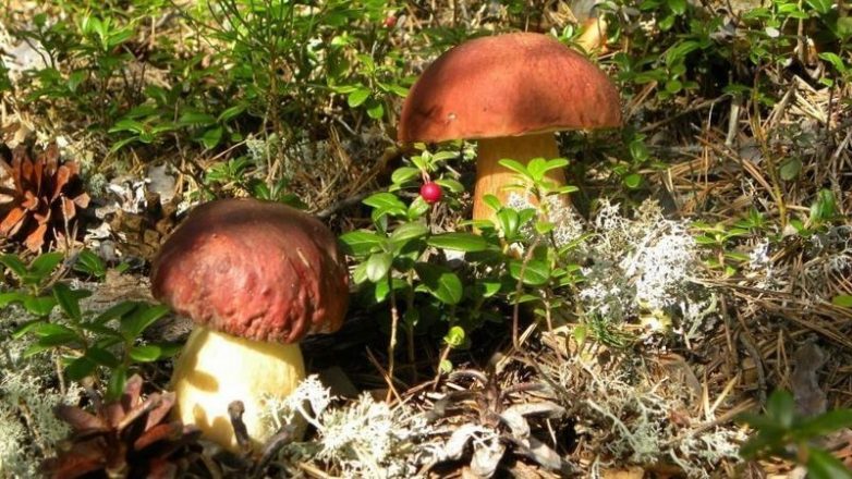 Как вырастить белые грибы у себя на участке?
