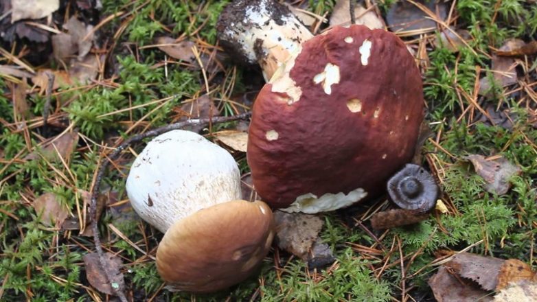 Как вырастить белые грибы у себя на участке?