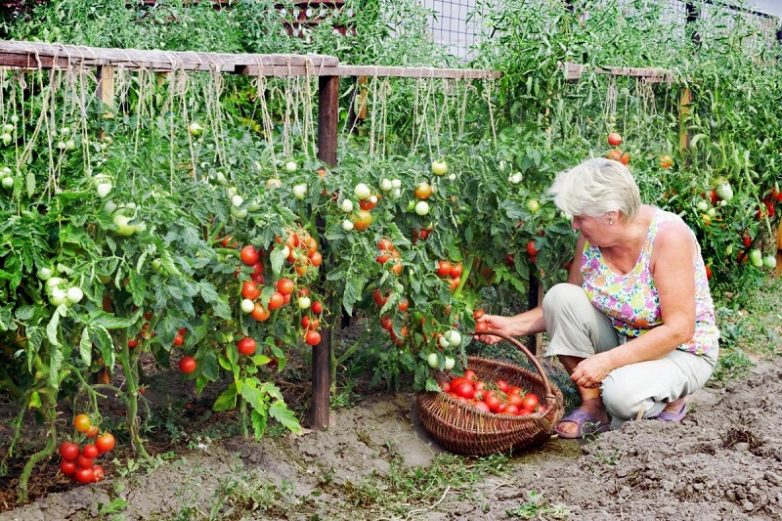 Рецепт щедрого урожая: добавляем пол-чайной ложки на ведро воды...