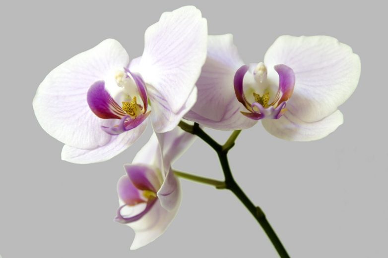 Стимулируем цветение орхидеи!