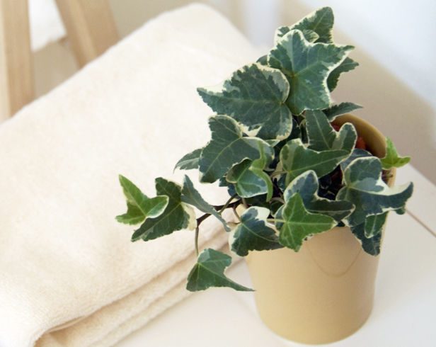 18 полезных комнатных растений, очищающие воздух в доме