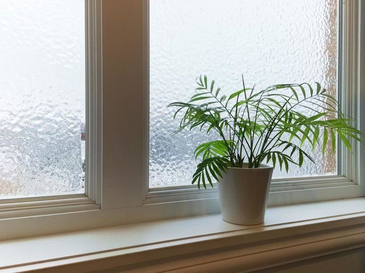 8 советов, которые помогут подготовить домашние растения к зиме