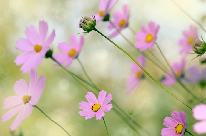11 самых неприхотливых цветов для дачи