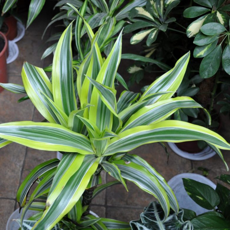 17 растений, которые лучше других очищают воздух в доме