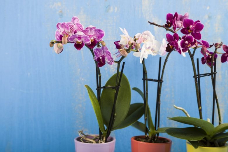 Условия для держания орхидей