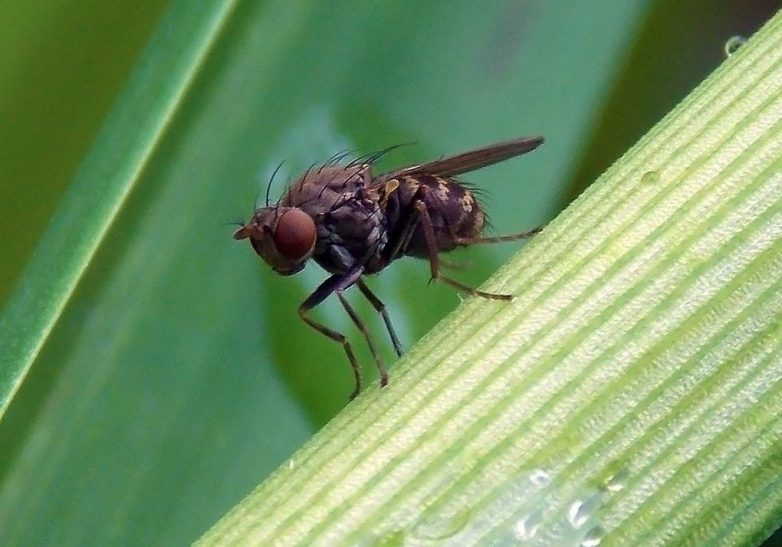 Народные средства, которые помогут при укусе насекомых