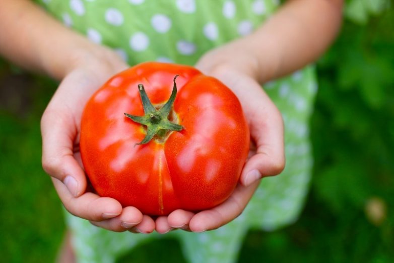 Как выбрать вкусные помидоры