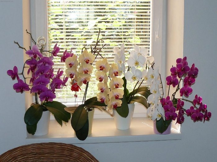 Как заставить орхидею цвести