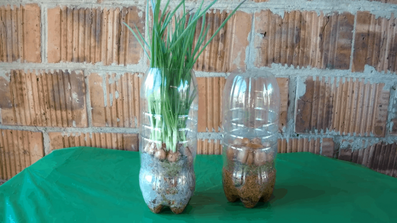 Выращиваем зелёный лук в домашних условиях