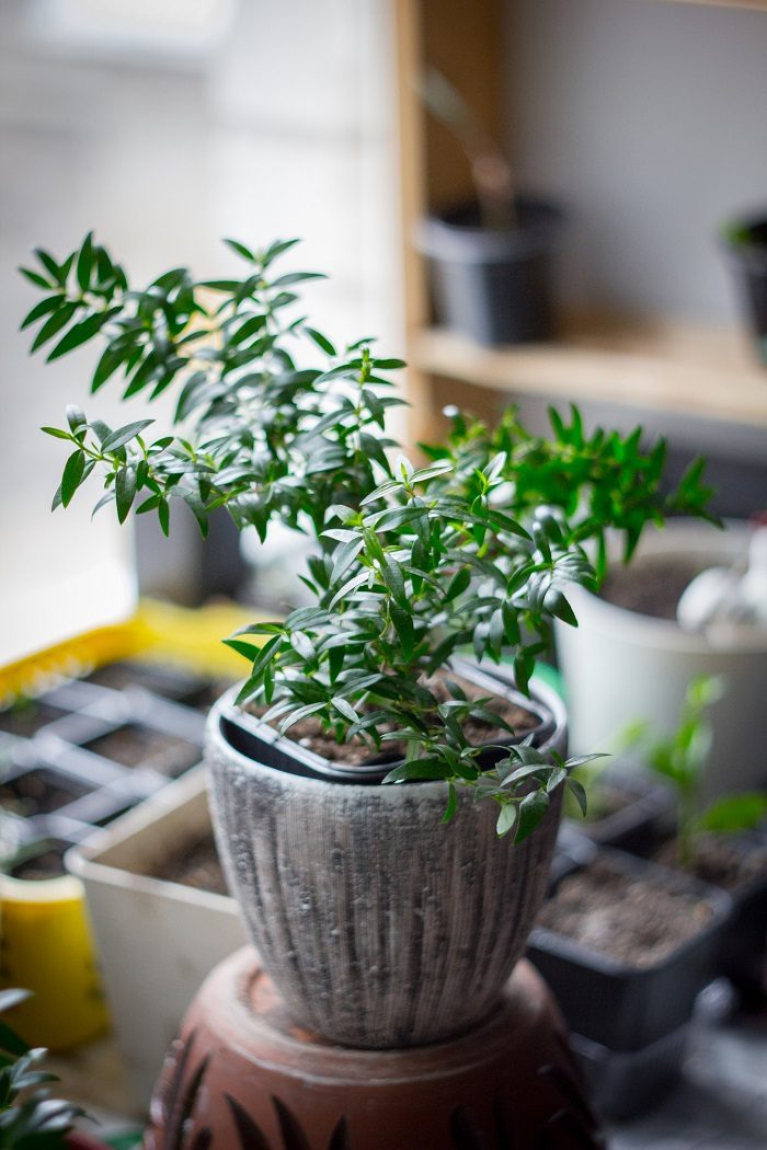 Какие комнатные растения стоит поселить в доме, если хочется заполучить прекрасный аромат