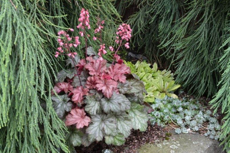 Декоративные растения, которые обязательно должны занять место в вашем саду