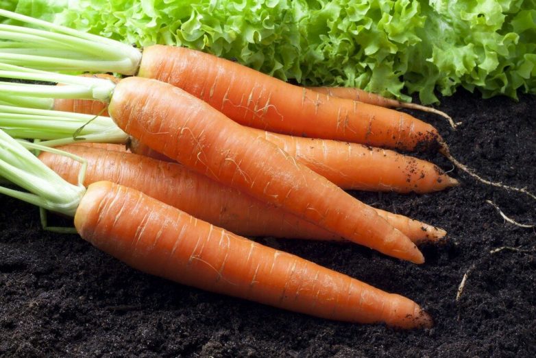 Почему нужно сеять редис в морковный ряд