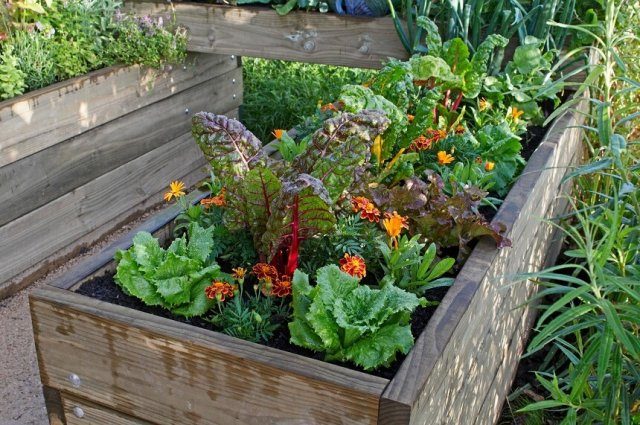 Идеи мини-грядок для свежих овощей и зелени