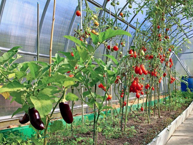 Что можно посадить рядом с помидорами
