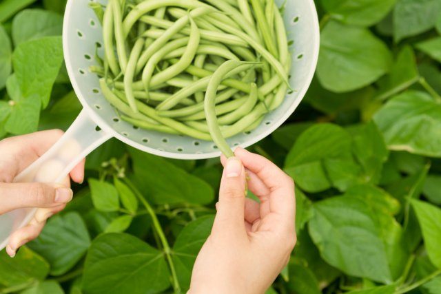 Самые лёгкие в выращивании овощи