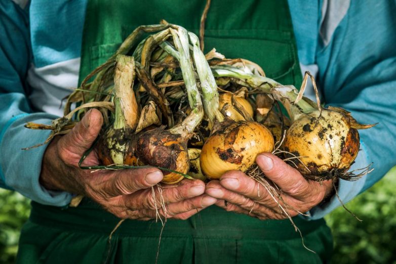 Когда и чем подкормить овощи для богатого урожая
