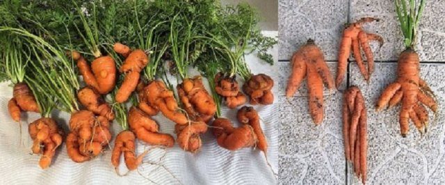 Проблемы, которые могут возникнуть при выращивании моркови