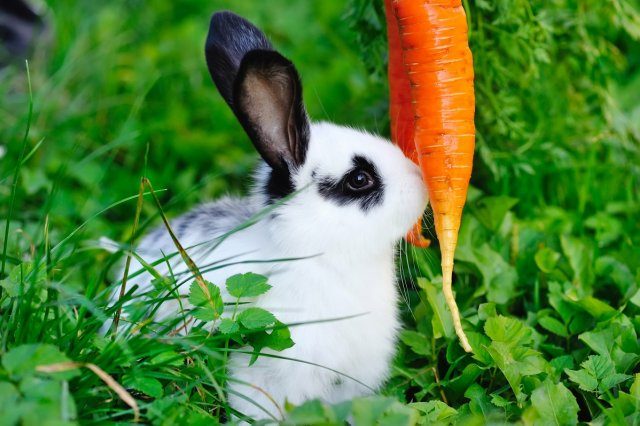 Проблемы, которые могут возникнуть при выращивании моркови