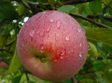Самые крупные сорта садовой малины, яблок, слив