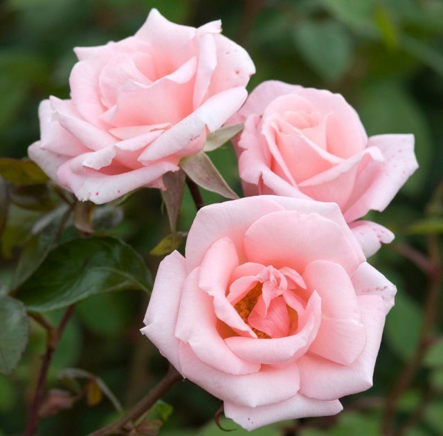 10 самых нежных сортов роз