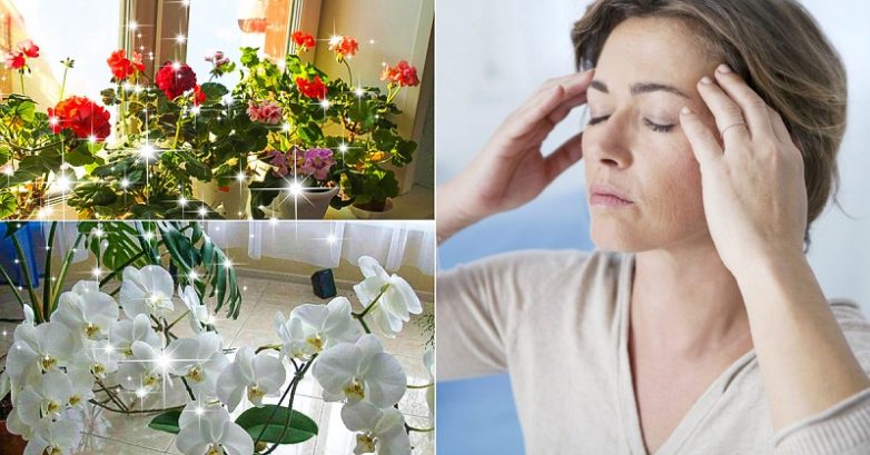 Комнатные растения, которые могут стать причиной головной боли