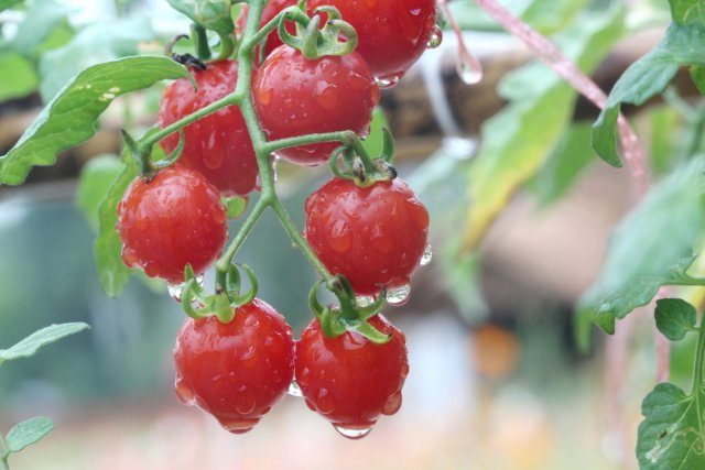 Почему помидоры безвкусные и рыхлые