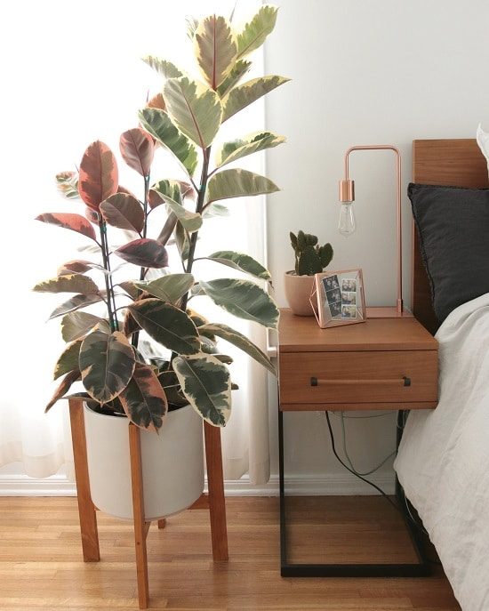Пёстрые комнатные растения с узорами для дома