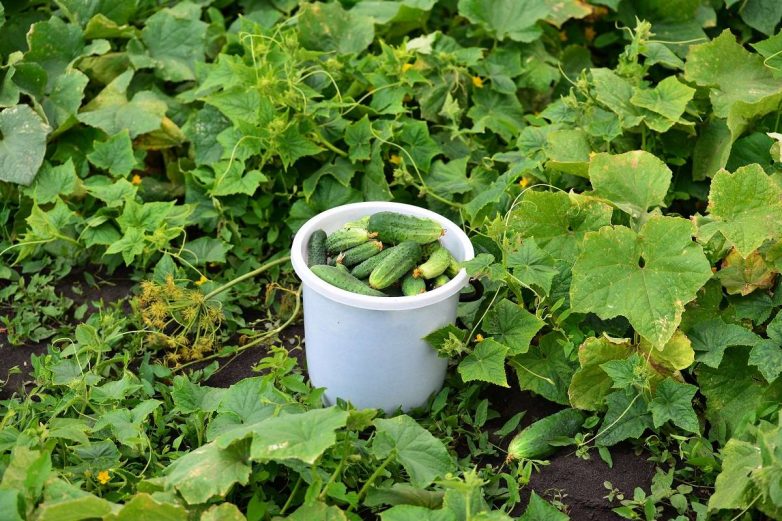 Чем необходимо полить грядки осенью, чтобы защитить огурцы и помидоры от вредителей и хворей на год вперед