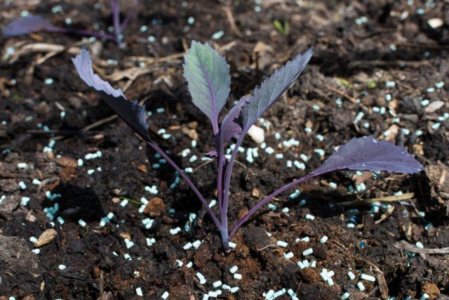 Как спасти урожай капусты от слизней