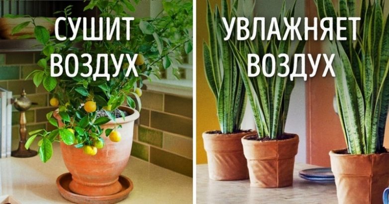 Комнатные растения, которые опасны для здоровья и энергетики дома