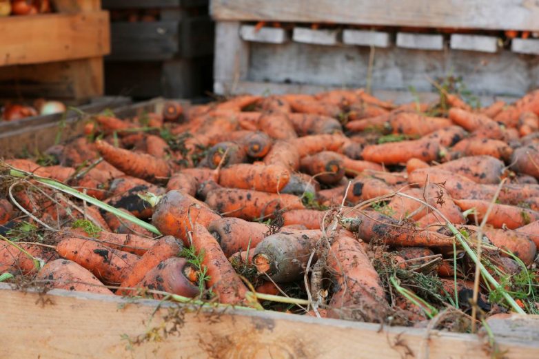 Как сохранить морковь в домашних условиях