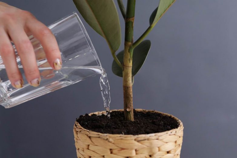 Способ подкормки растений, после которого они растут с новой силой