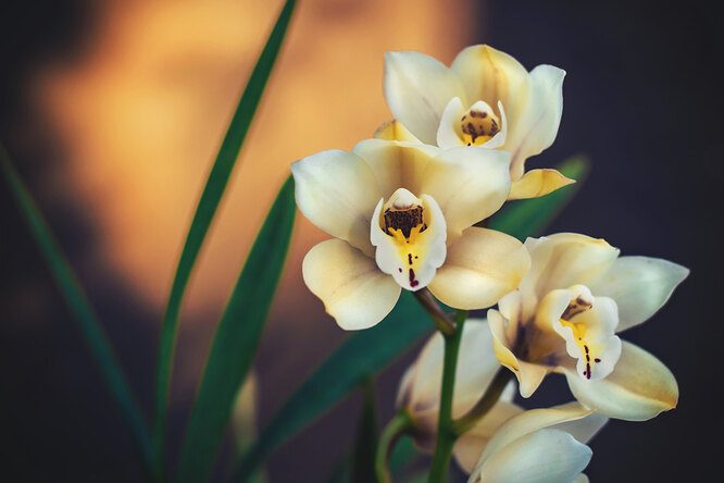 Простые советы по выращиванию орхидеи