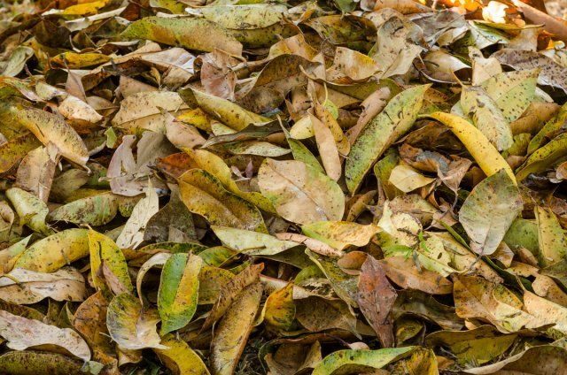 Что делать с опавшими осенью листьями