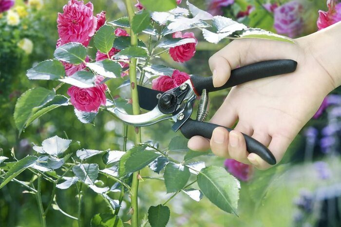 Профессиональные советы для обрезания роз в идеальном саду