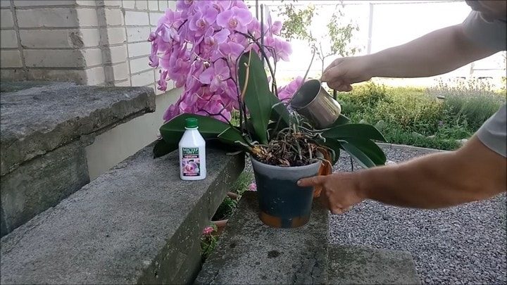 Секреты полива орхидей для буйного цветения