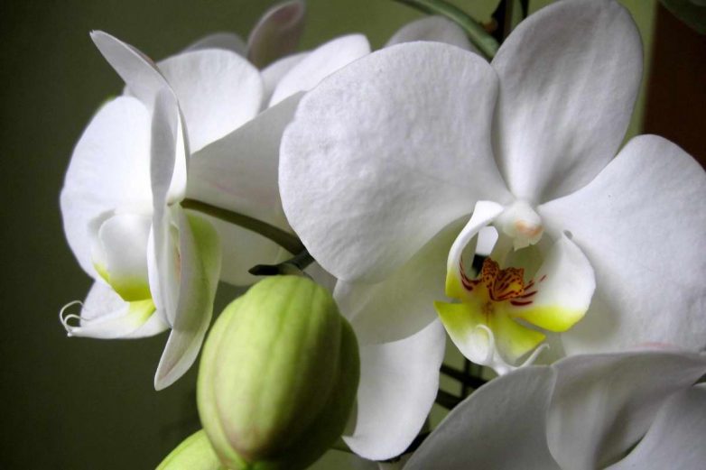 В каких случаях неуместно дарить орхидею