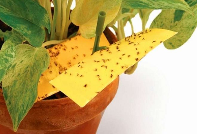 Средство, которое не только отпугивает мошек, но еще является подкормкой для домашних растений