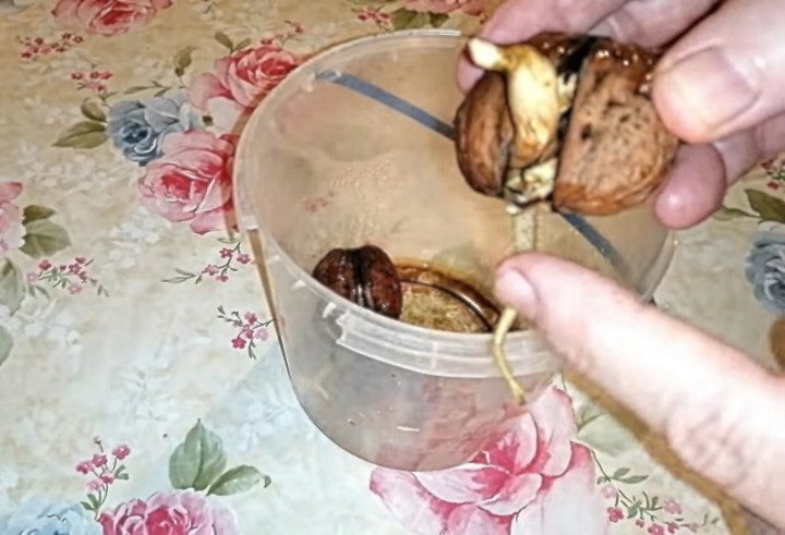 Как в домашних условиях прорастить грецкий орех