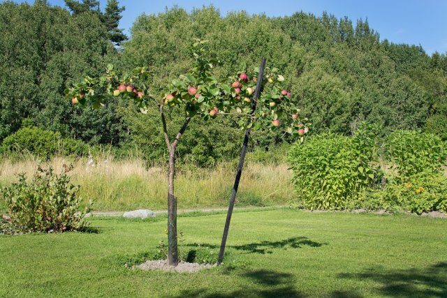 Всё о выращивании плодовых деревьев
