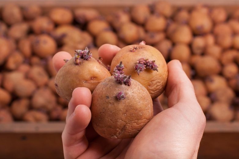 Как подготовить картофель к посадке и зачем нужна кербовка