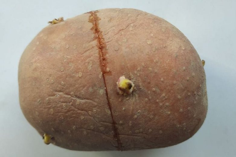 Как подготовить картофель к посадке и зачем нужна кербовка
