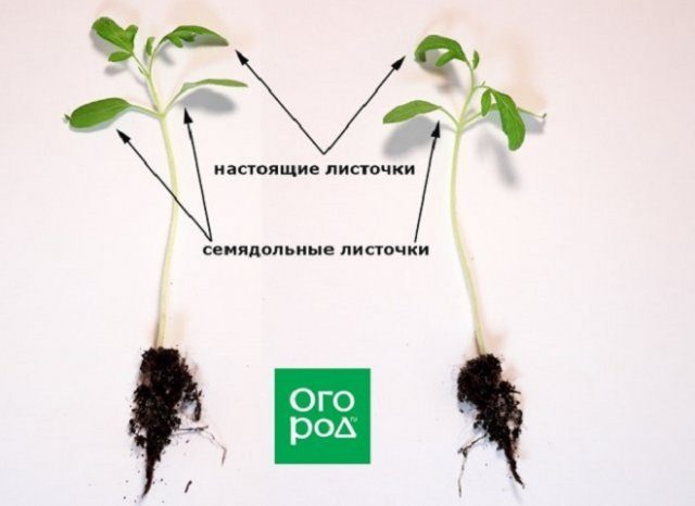 Почему рассада отказывается нормально расти