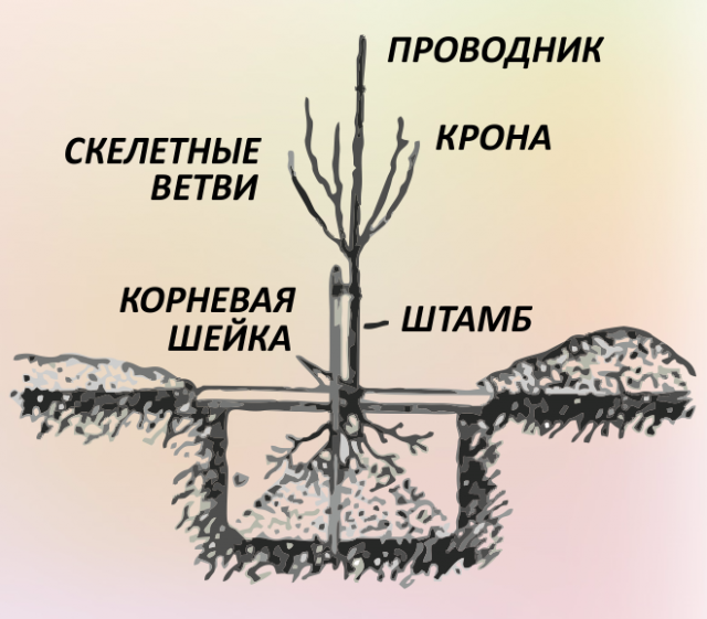 Всё о выращивании плодовых деревьев