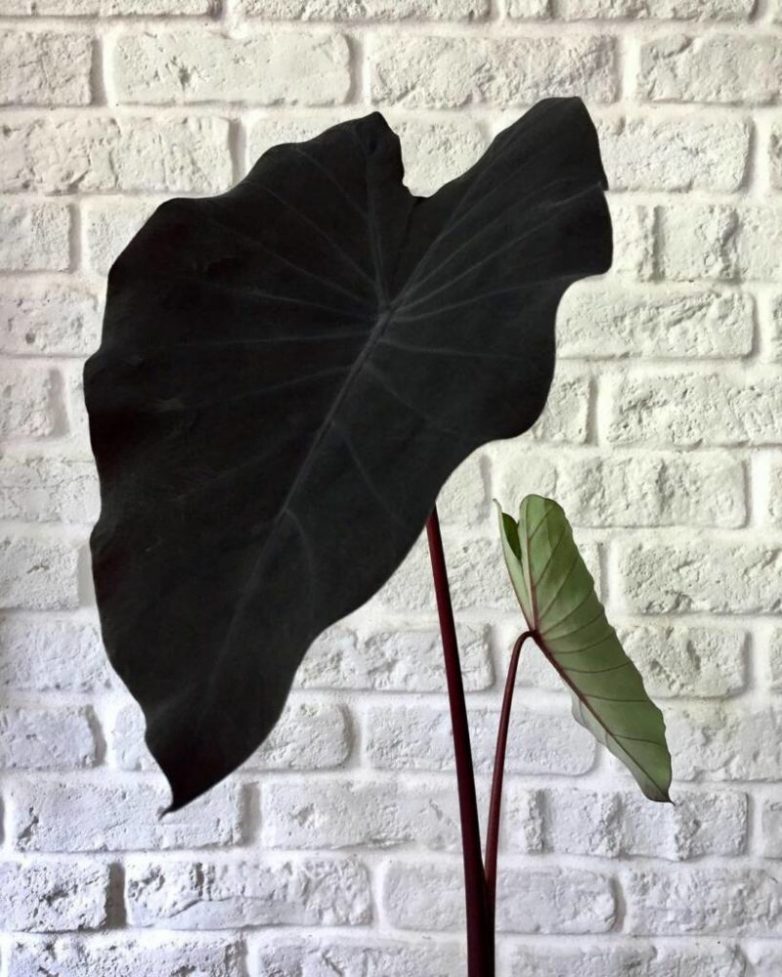 Растение Алоказия со смольно-чёрными листьями и съедобными корнями