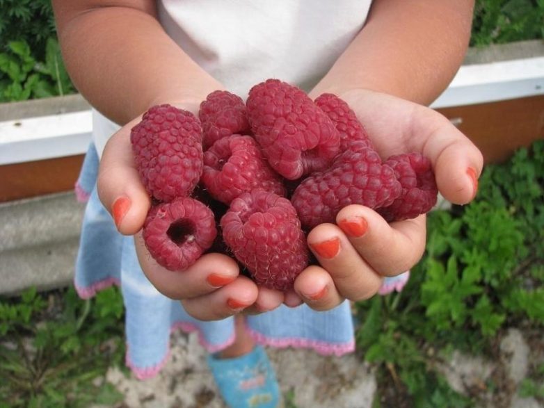 Подкормка для малины, после которой она завалит вас урожаем крупных сладких ягод