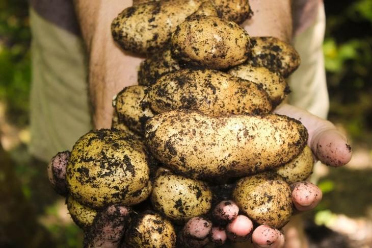 Что нужно знать о прополке картофеля